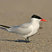 Caspian Tern